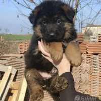 Meravigliosi cuccioli di pastore tedesco