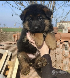 Meravigliosi cuccioli di pastore tedesco