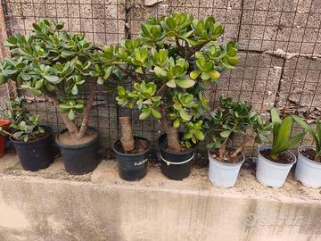 pianta grassa crassula