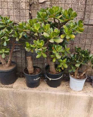 pianta grassa crassula