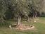 Immagine 11