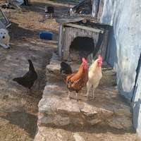 Gallo livornese e incrocio con ovaiola