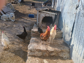 Gallo livornese e incrocio con ovaiola