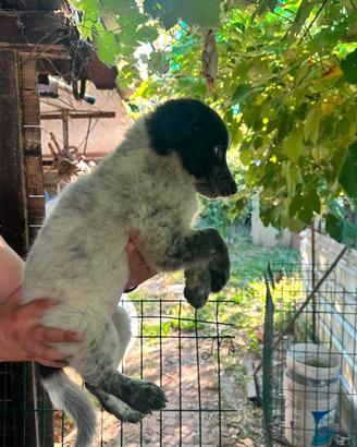 Cucciola femmina