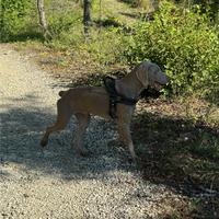 Stupendo Maschio di Weimaraner