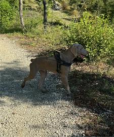 Stupendo Maschio di Weimaraner