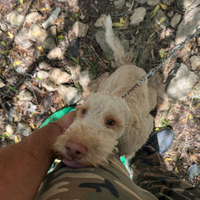 Lagotto/ bracco