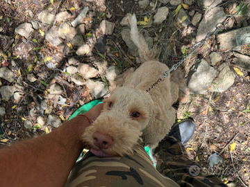 Lagotto/ bracco