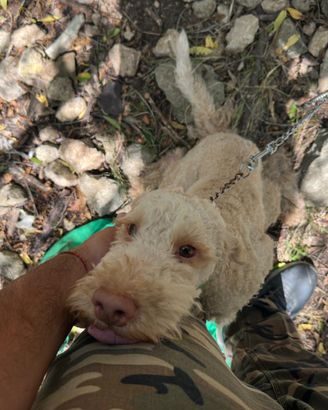 Lagotto/ bracco