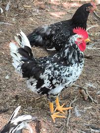 Gallo Pinta Asturiana galline ornamentali