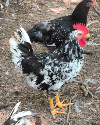 Gallo Pinta Asturiana galline ornamentali