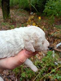 Lagotto Romagnolo