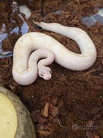 Pitone reale colorazione ivory