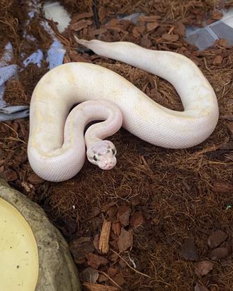 Pitone reale colorazione ivory