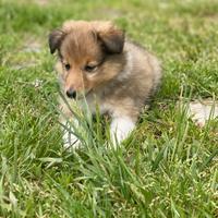 Cucciolo shetland