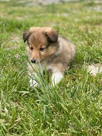 Cucciolo shetland