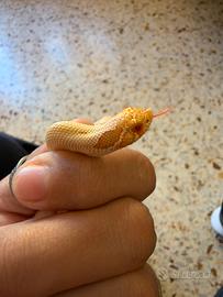 Serpente, heterodon nasicus,