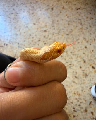 Serpente, heterodon nasicus,