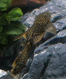 Ancistrus Long Fin