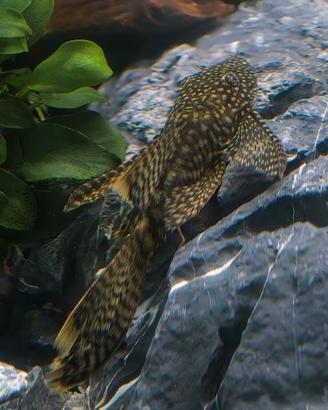 Ancistrus Long Fin