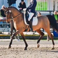 Cavallo dressage cat D hispano arabo