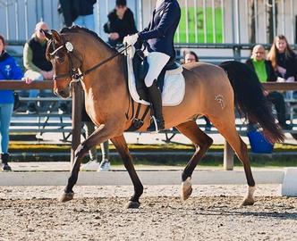 Cavallo dressage cat D hispano arabo