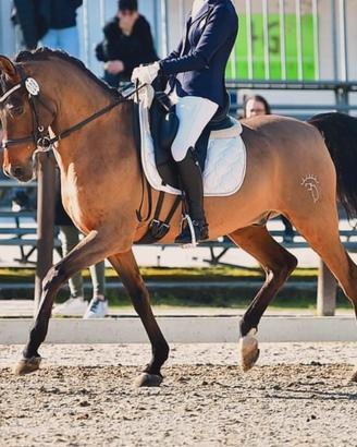 Cavallo dressage cat D hispano arabo