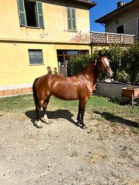 Cavallo