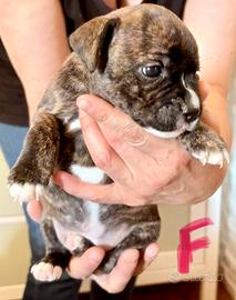 Staffordshire bull terrier (staffy)