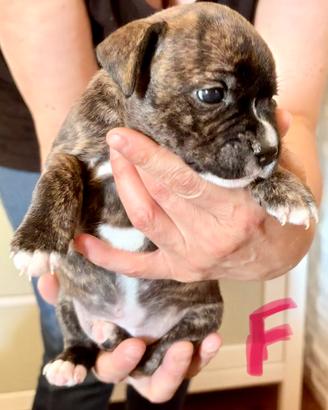 Staffordshire bull terrier (staffy)