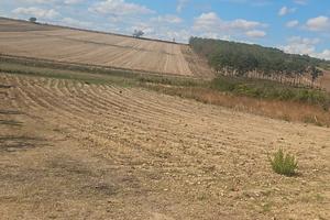 Terreno agricolo 3067 mq Altamura C.da la Putta