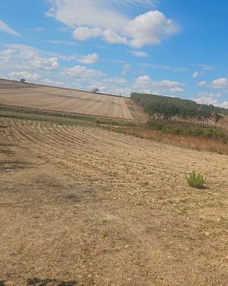 Terreno agricolo 3067 mq Altamura C.da la Putta