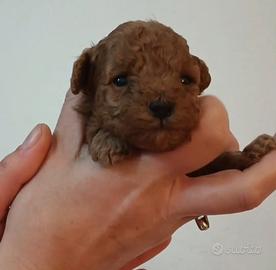 Cucciolo barboncino red