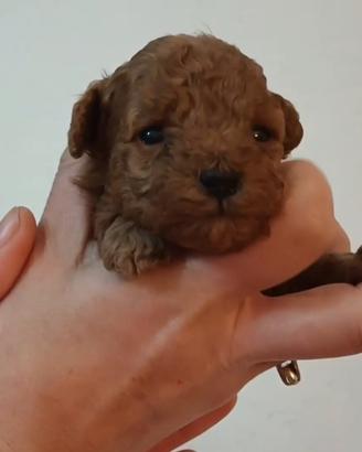 Cucciolo barboncino red