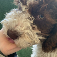 Cuccioli cane razza Perro de agua espanol