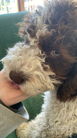 Cuccioli cane razza Perro de agua espanol