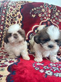 Cuccioli di Shih tzu