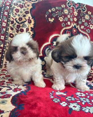 Cuccioli di Shih tzu