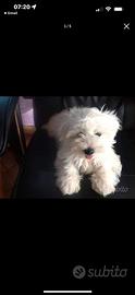 Cuccioli di maltese