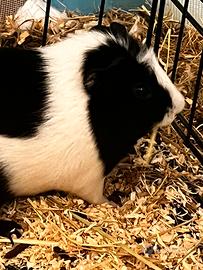 Dolce cavia