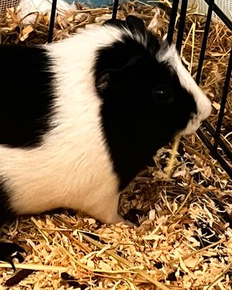 Dolce cavia