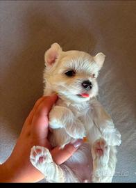 Maltese