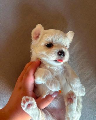 Maltese