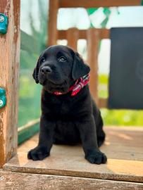 Cuccioli di Labrador Retriever