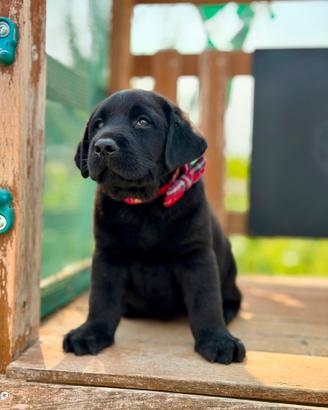 Cuccioli di Labrador Retriever