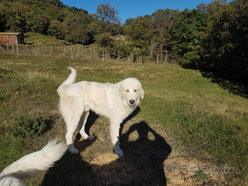 Pastore del Bucovina