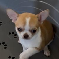 Cucciolo di Chihuahua