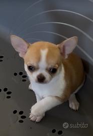 Cucciolo di Chihuahua