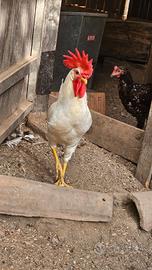 Gallo livornese