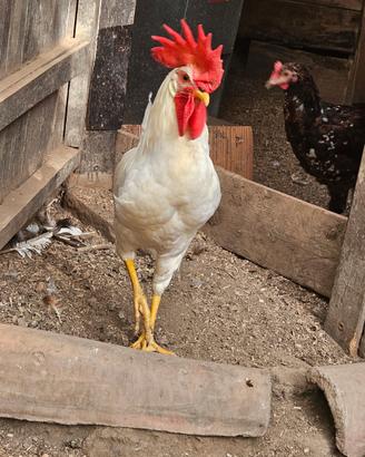 Gallo livornese